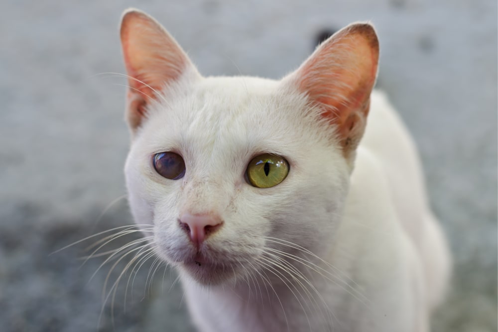 Cataracts in Cats, Doraville Vets